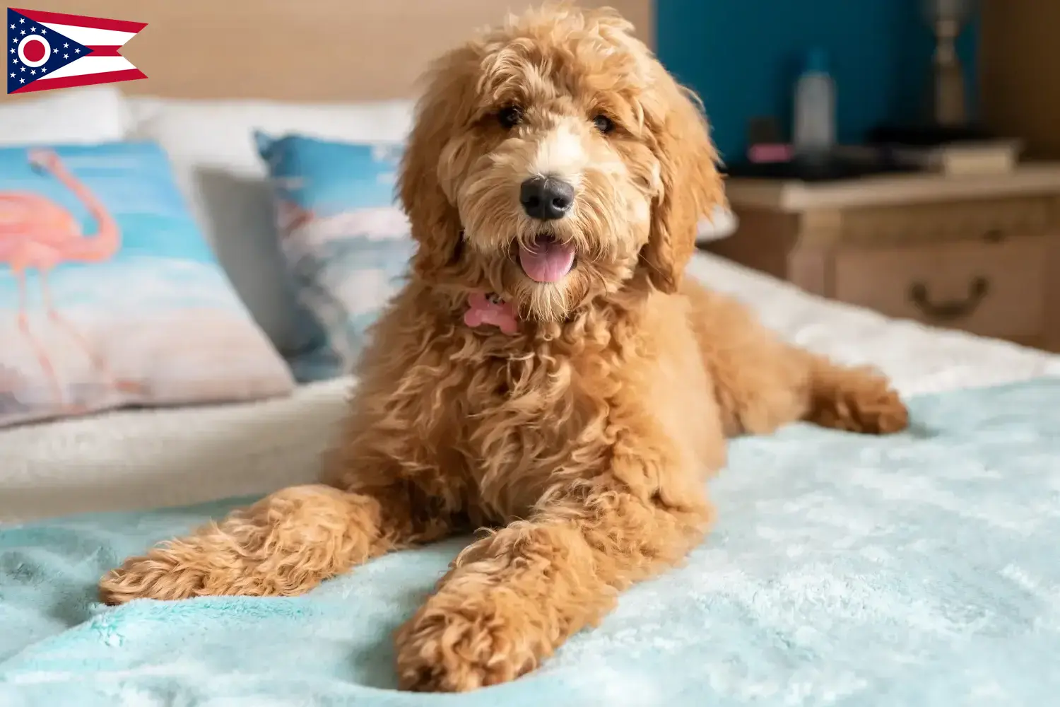 Read more about the article Goldendoodle breeders and puppies in Ohio
