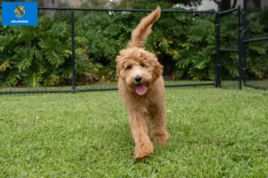 Read more about the article Goldendoodle breeders and puppies in Oklahoma