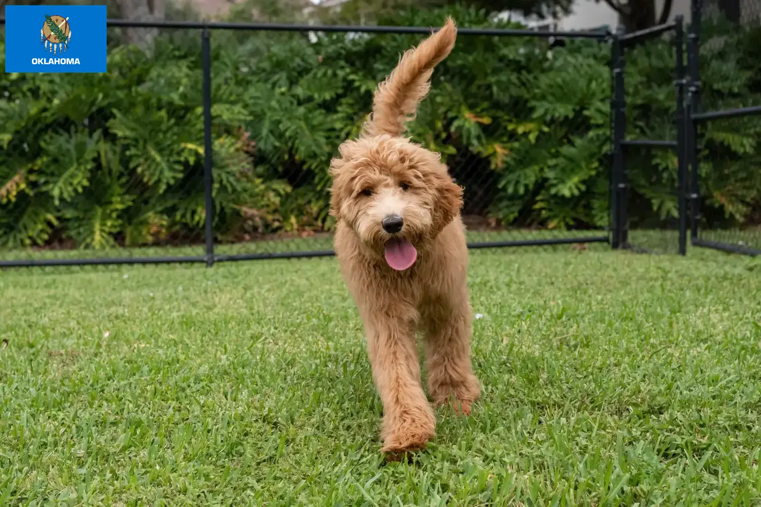 Read more about the article Goldendoodle breeders and puppies in Oklahoma