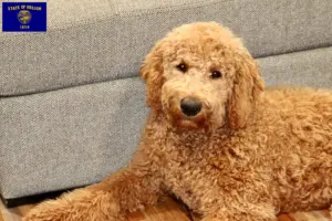 Read more about the article Goldendoodle breeders and puppies in Oregon