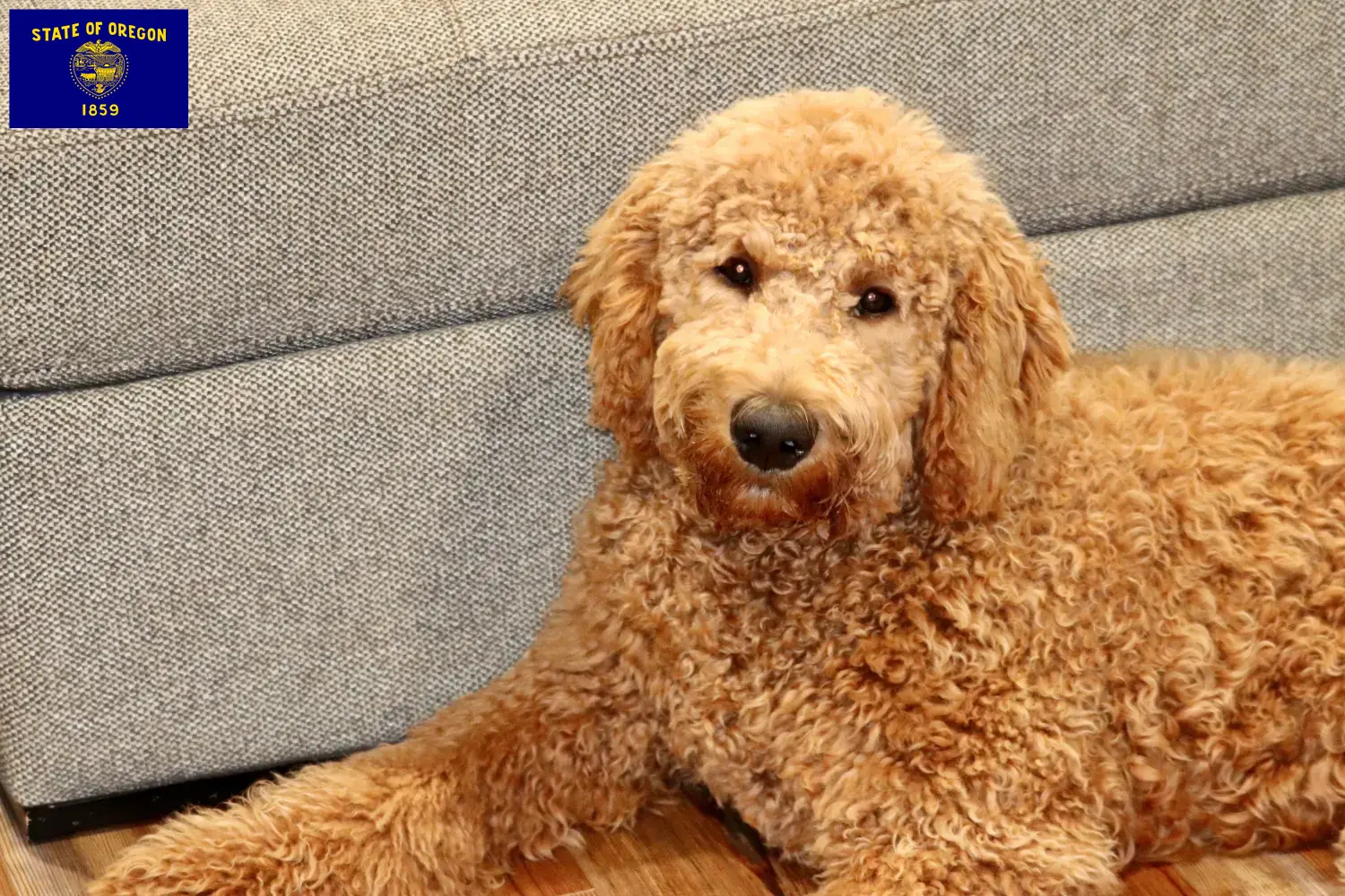 Read more about the article Goldendoodle breeders and puppies in Oregon