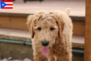 Read more about the article Goldendoodle breeders and puppies in Puerto Rico