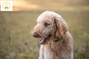 Read more about the article Goldendoodle breeders and puppies in Rhode Island