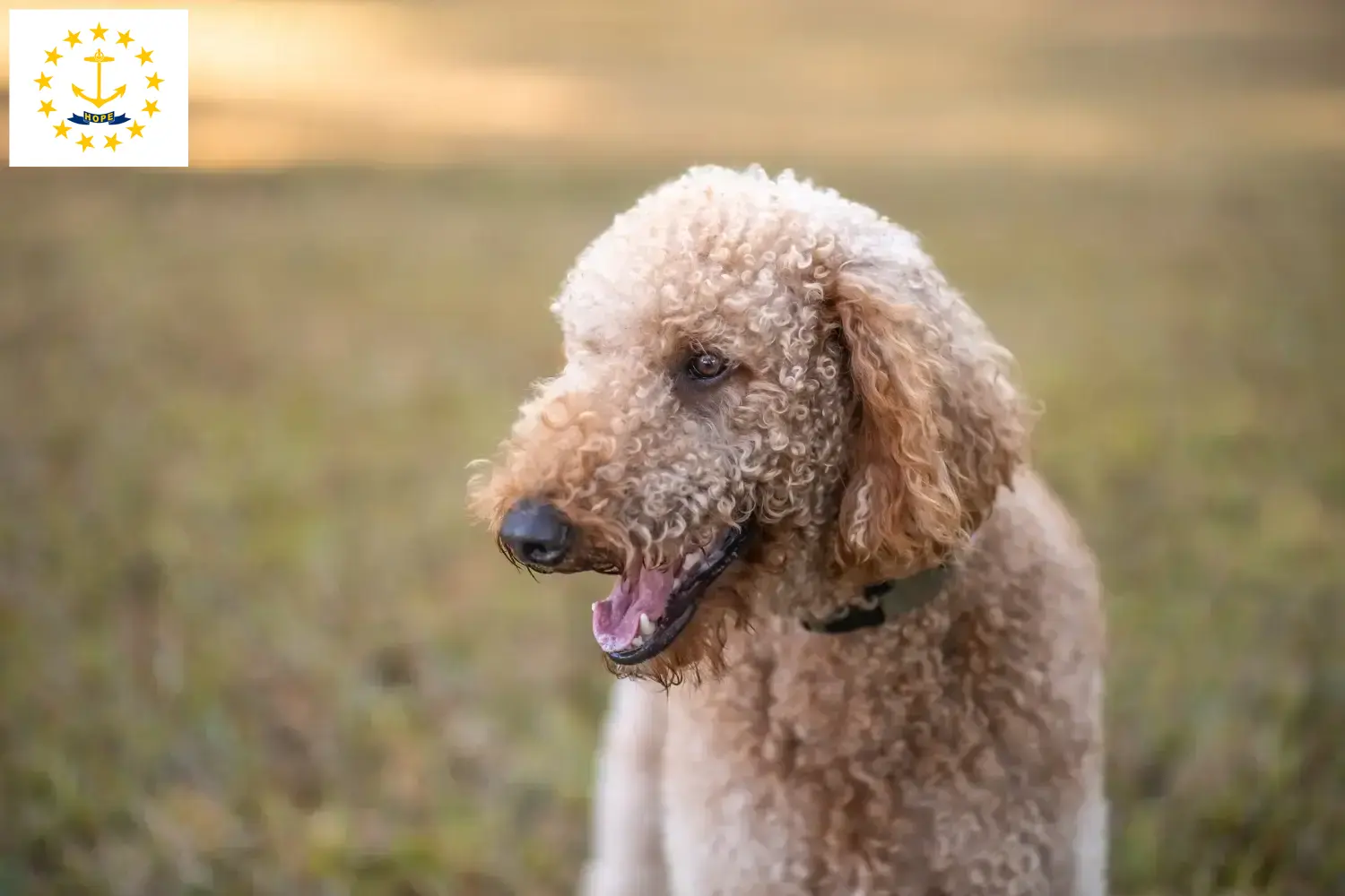 Read more about the article Goldendoodle breeders and puppies in Rhode Island
