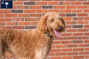 Read more about the article Goldendoodle breeders and puppies in South Carolina