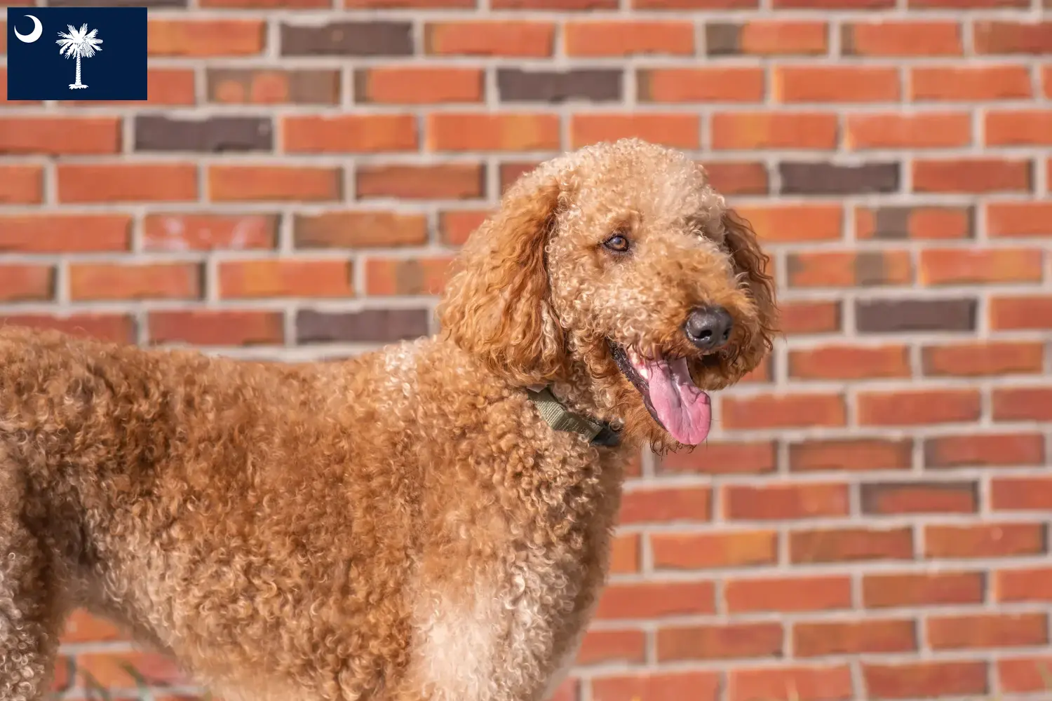 Read more about the article Goldendoodle breeders and puppies in South Carolina