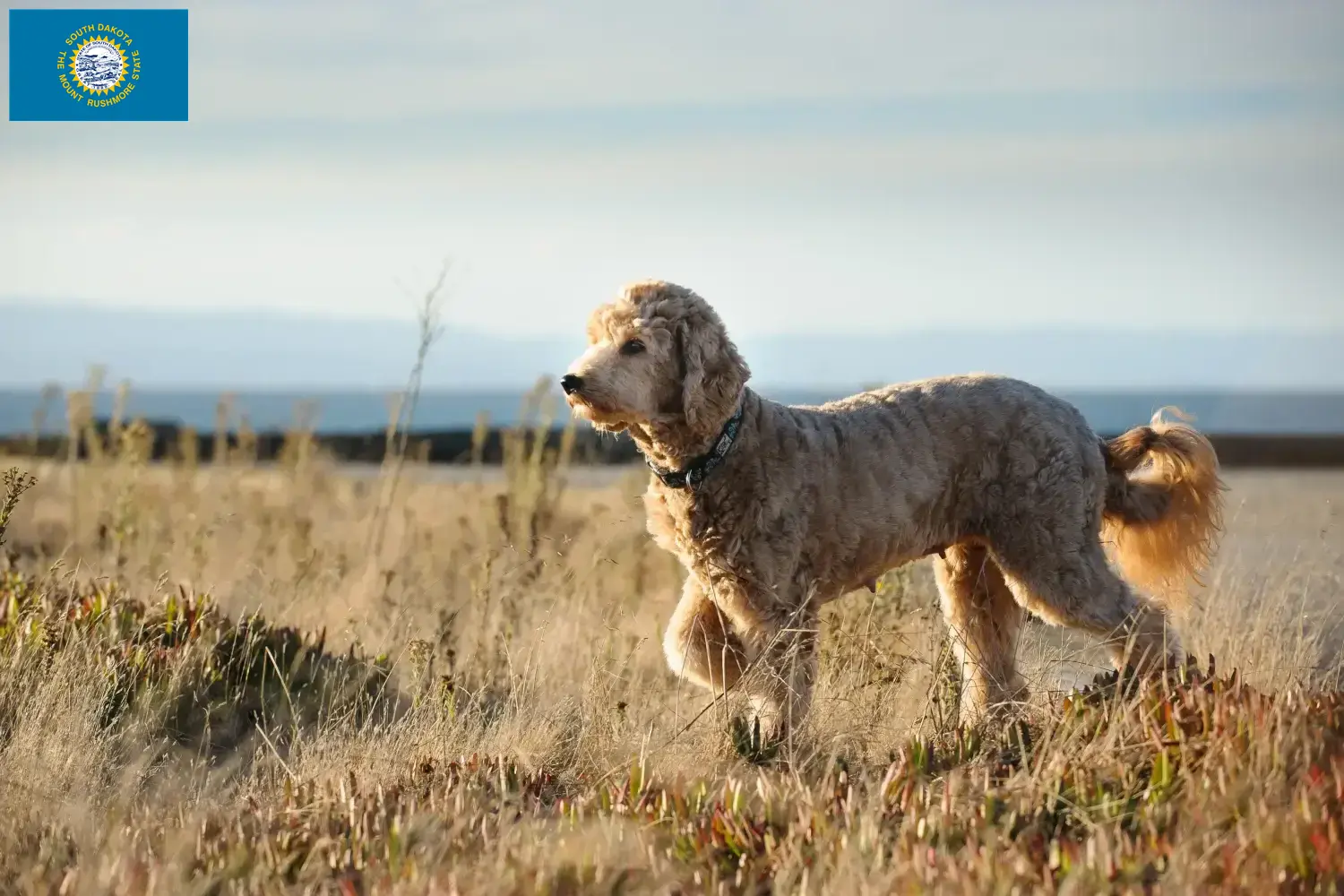 Read more about the article Goldendoodle breeders and puppies in South Dakota