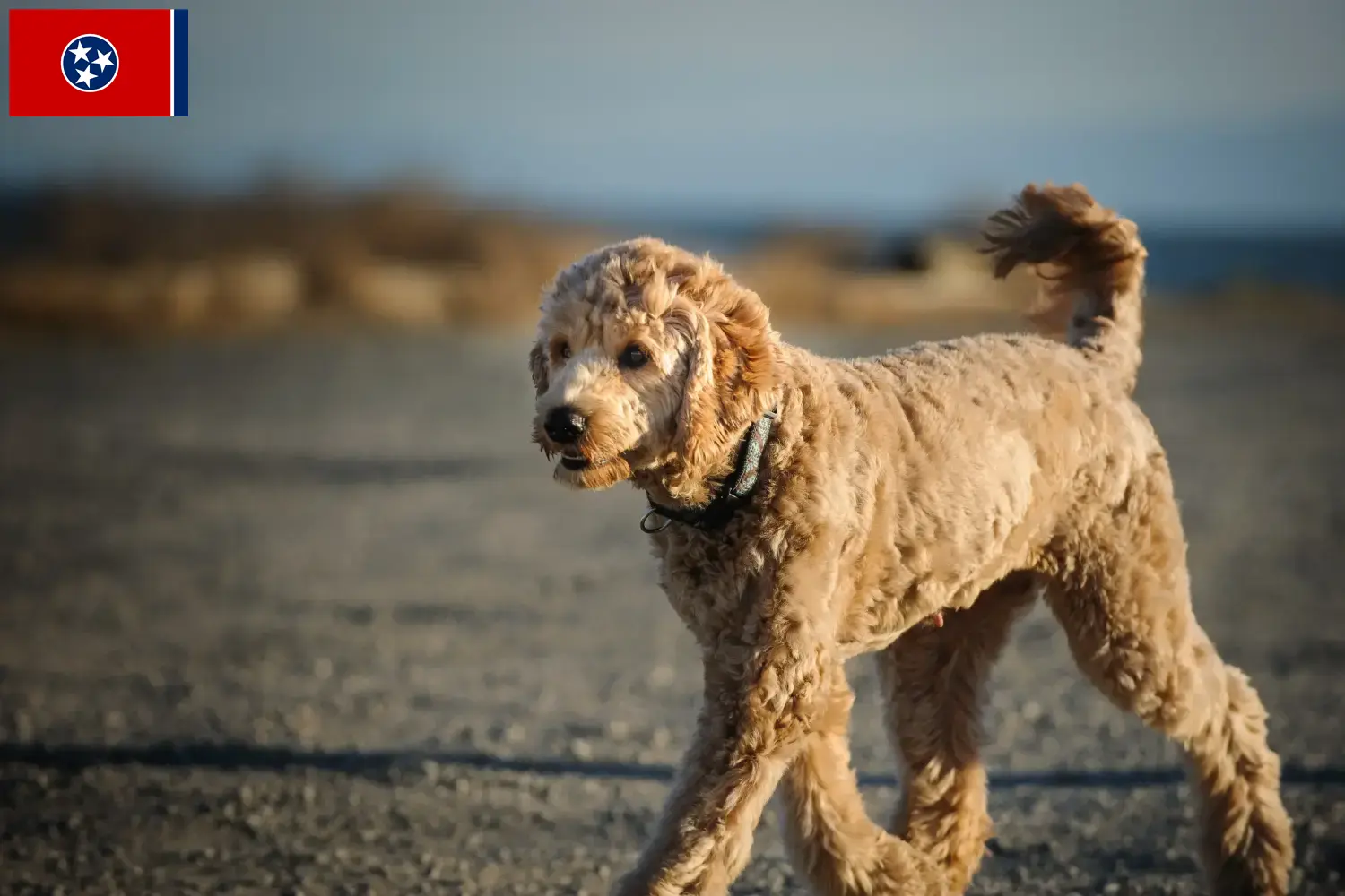 Read more about the article Goldendoodle breeders and puppies in Tennessee