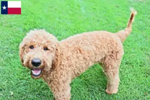 Read more about the article Goldendoodle breeders and puppies in Texas