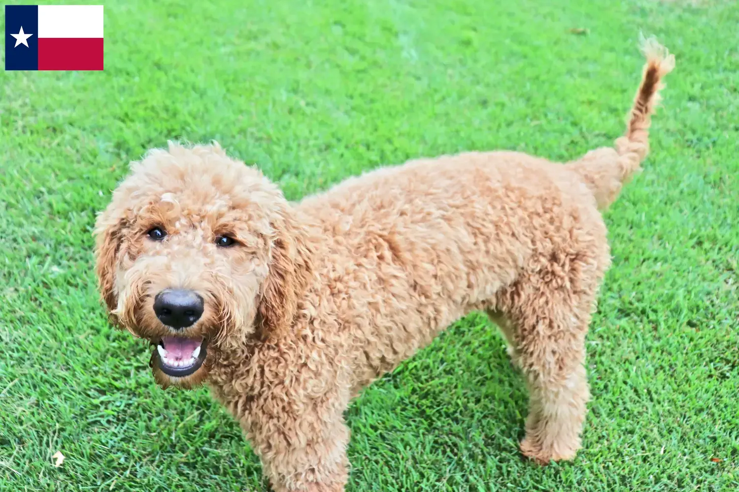 Goldendoodle puppies and breeders Texas Find Goldendoodles breeders in Texas.