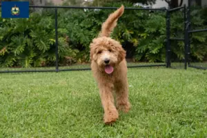 Read more about the article Goldendoodle breeders and puppies in Vermont