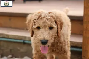 Read more about the article Goldendoodle breeders and puppies in West Virginia