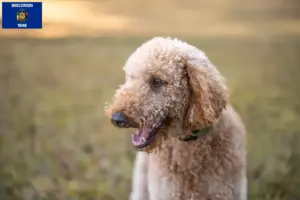 Read more about the article Goldendoodle breeders and puppies in Wisconsin