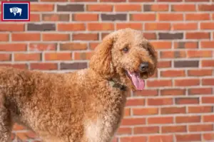 Read more about the article Goldendoodle breeders and puppies in Wyoming