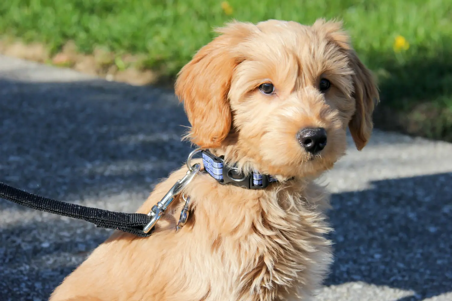 Buying a Goldendoodle puppy means taking responsibility! Buy Goldendoodle puppies.