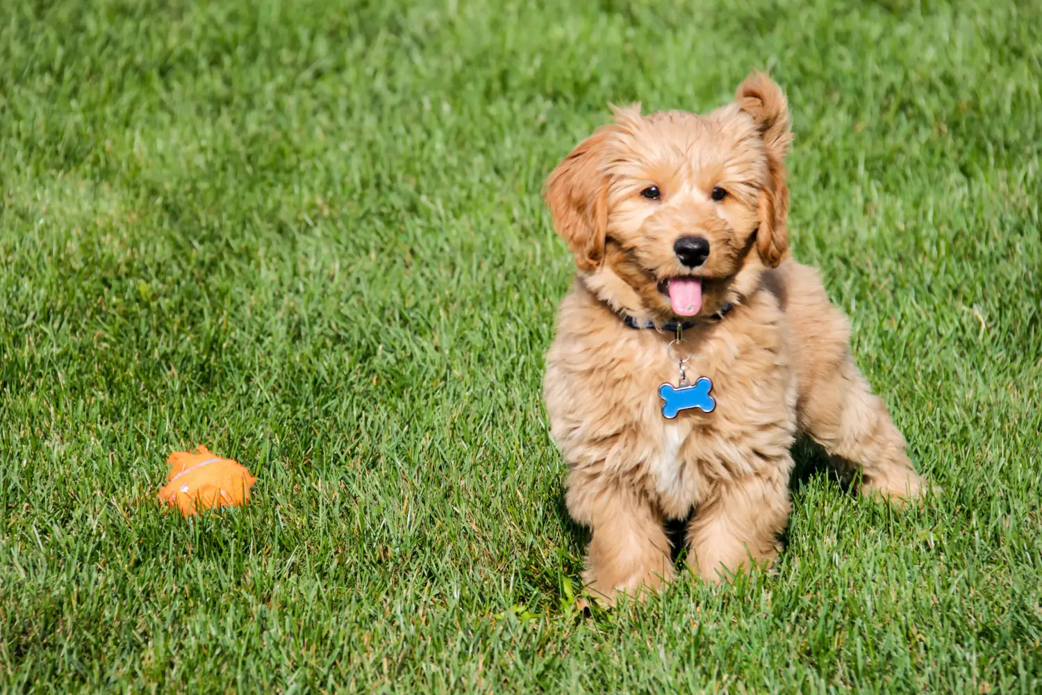 Buying a Goldendoodle puppy means taking responsibility! Buy Goldendoodle puppies.