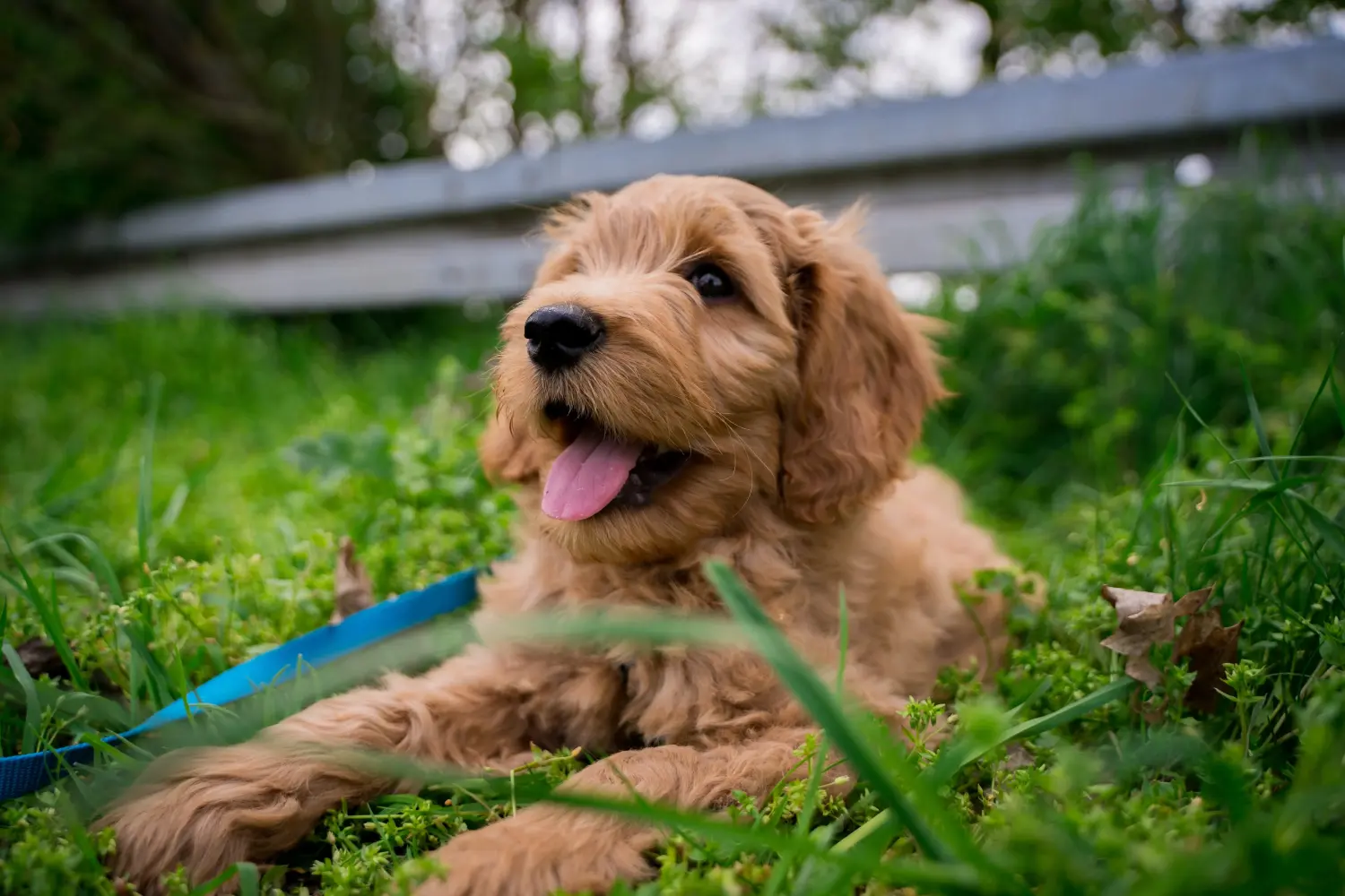 Buying a Goldendoodle puppy means taking responsibility! Buy Goldendoodle puppies.