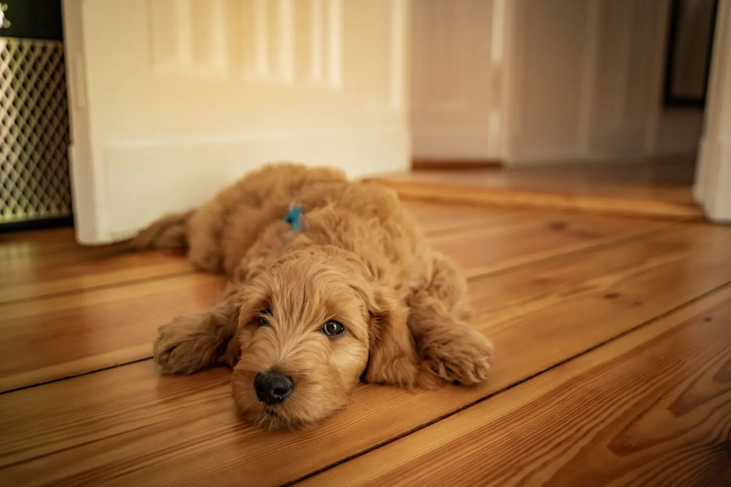 Buying a Goldendoodle puppy means taking responsibility! Buy Goldendoodle puppies.