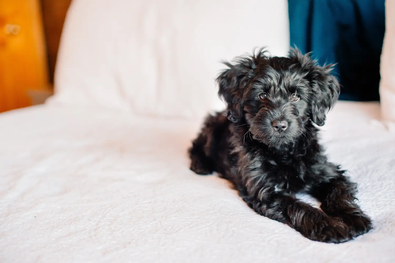 Buying a Goldendoodle puppy means taking responsibility! Buy Goldendoodle puppies.