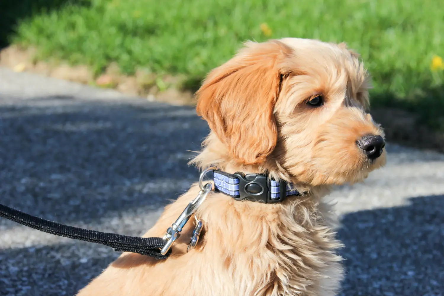 Buying a Goldendoodle puppy means taking responsibility! Buy Goldendoodle puppies.