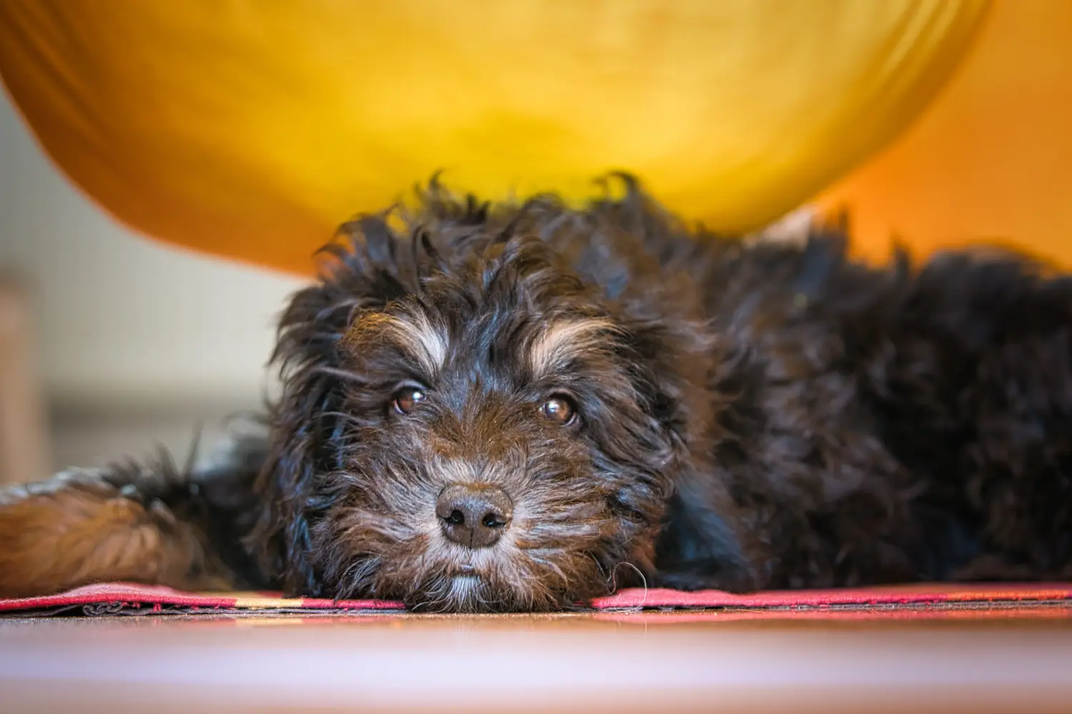 Buying a Goldendoodle puppy means taking responsibility! Buy Goldendoodle puppies.