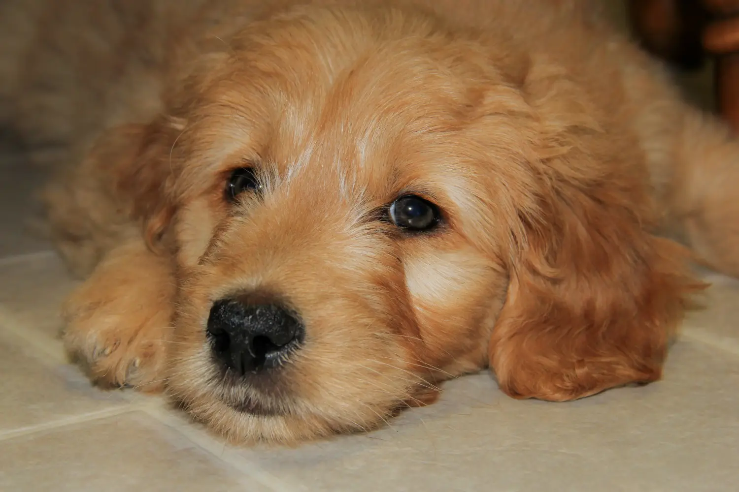 Buying a Goldendoodle puppy means taking responsibility! Buy Goldendoodle puppies.