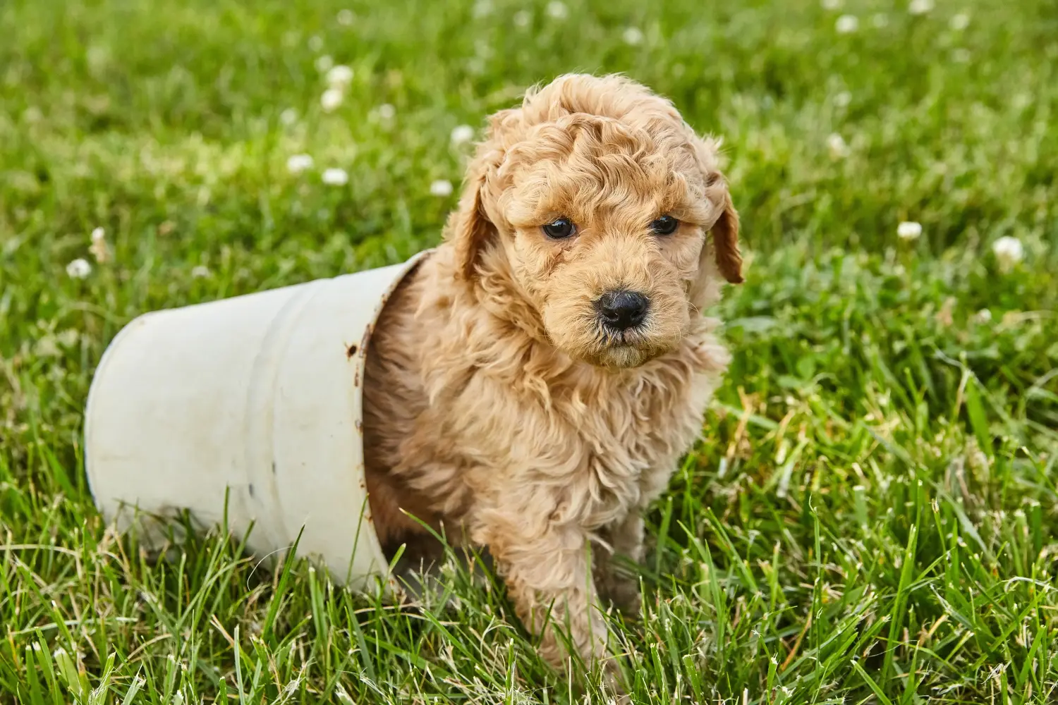 Buying a Goldendoodle puppy means taking responsibility! Buy Goldendoodle puppies.