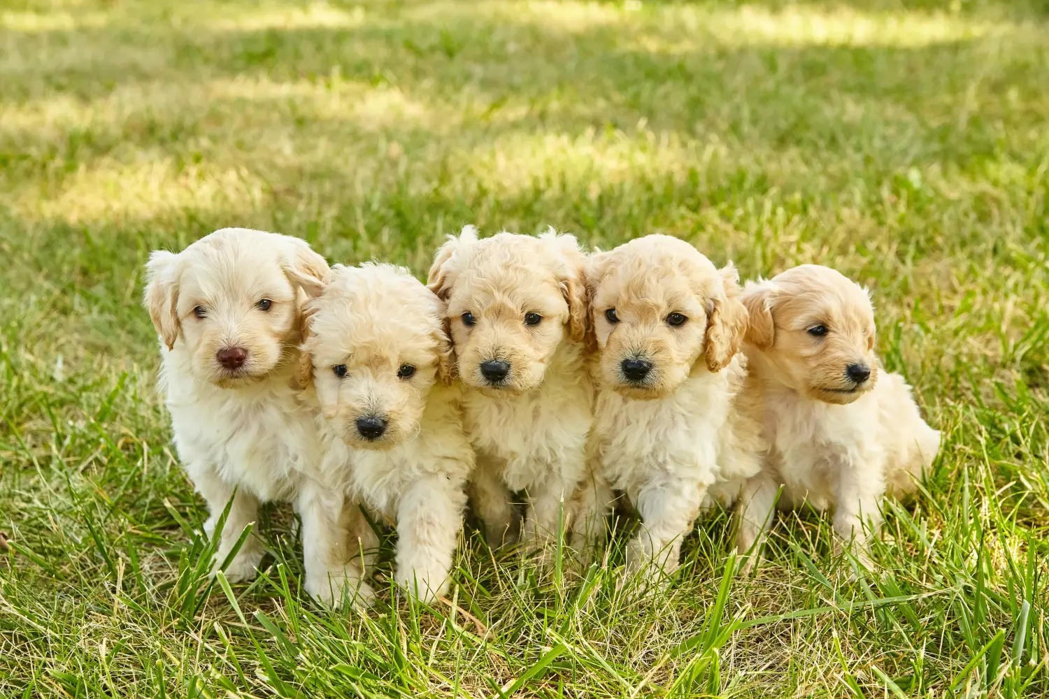 Buying a Goldendoodle puppy means taking responsibility! Buy Goldendoodle puppies.