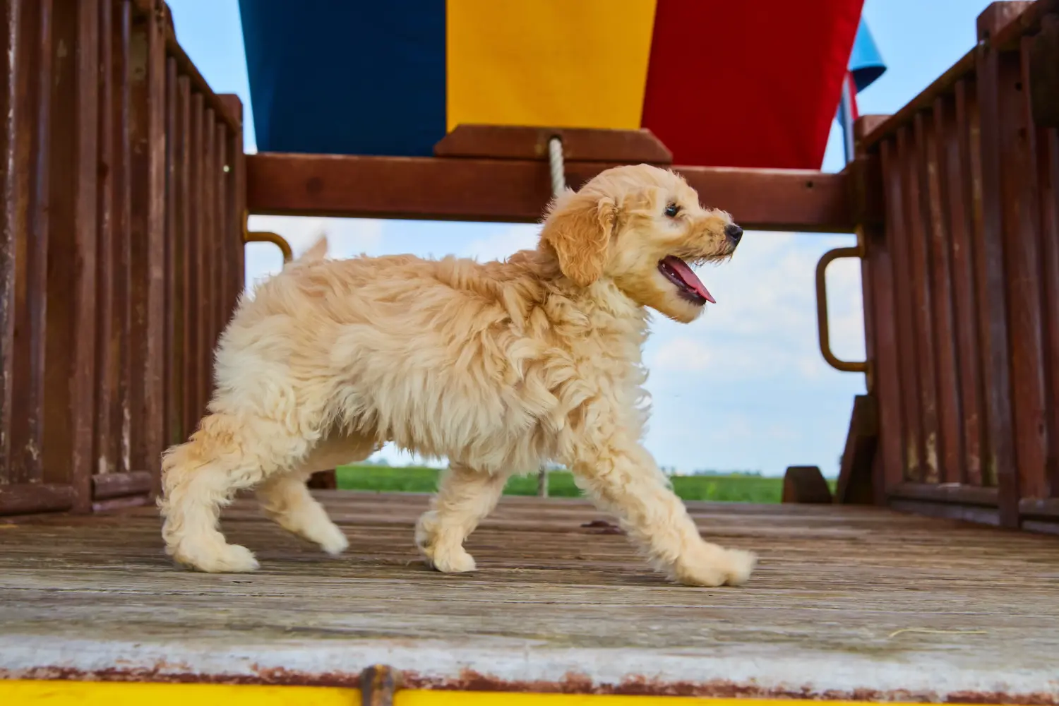 Buying a Goldendoodle puppy means taking responsibility! Buy Goldendoodle puppies.
