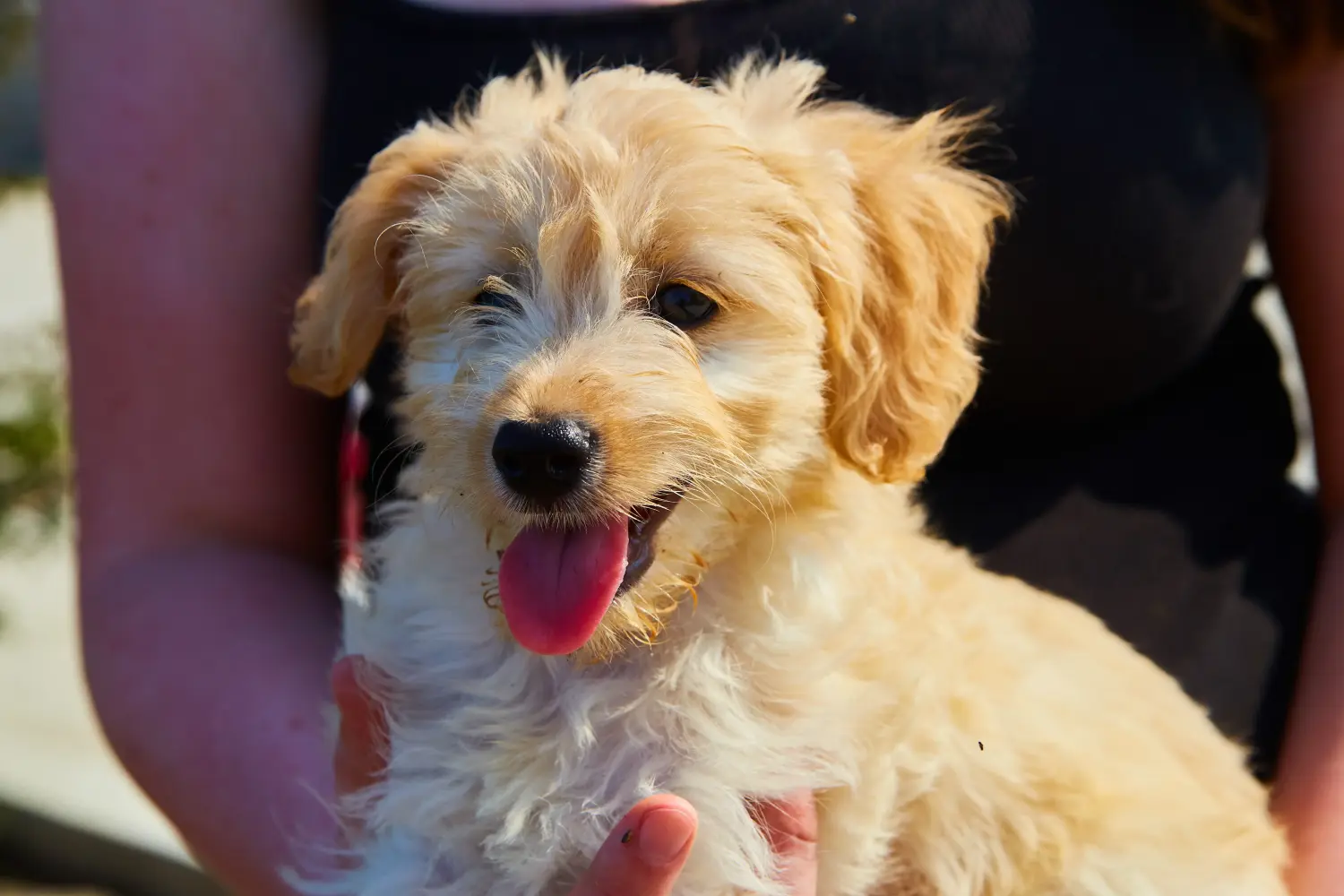 Buying a Goldendoodle puppy means taking responsibility! Buy Goldendoodle puppies.
