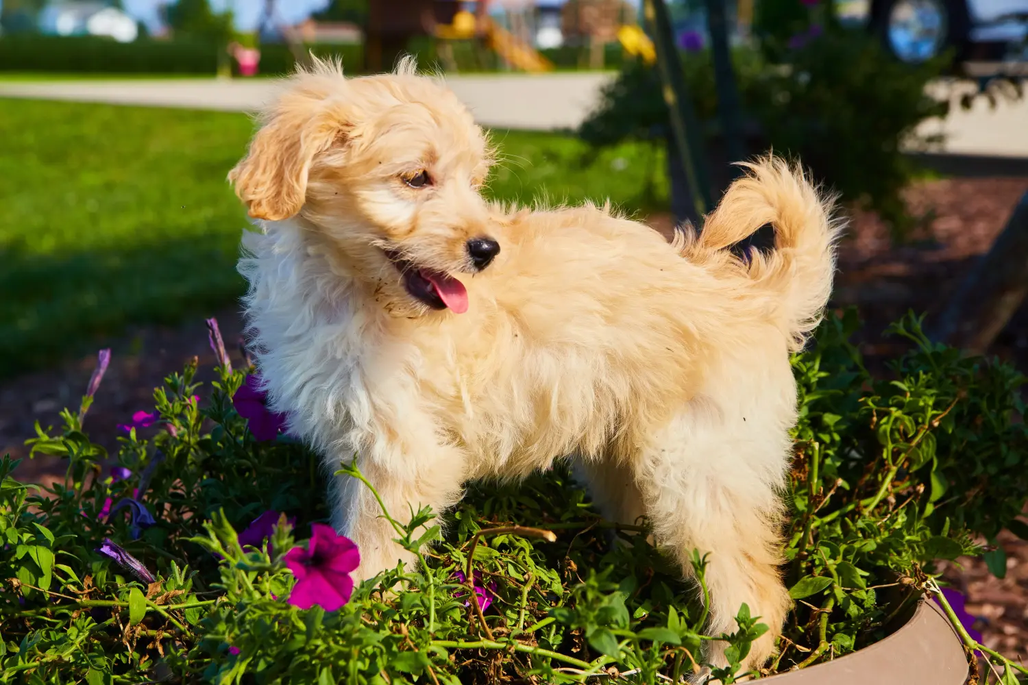 Buying a Goldendoodle puppy means taking responsibility! Buy Goldendoodle puppies.