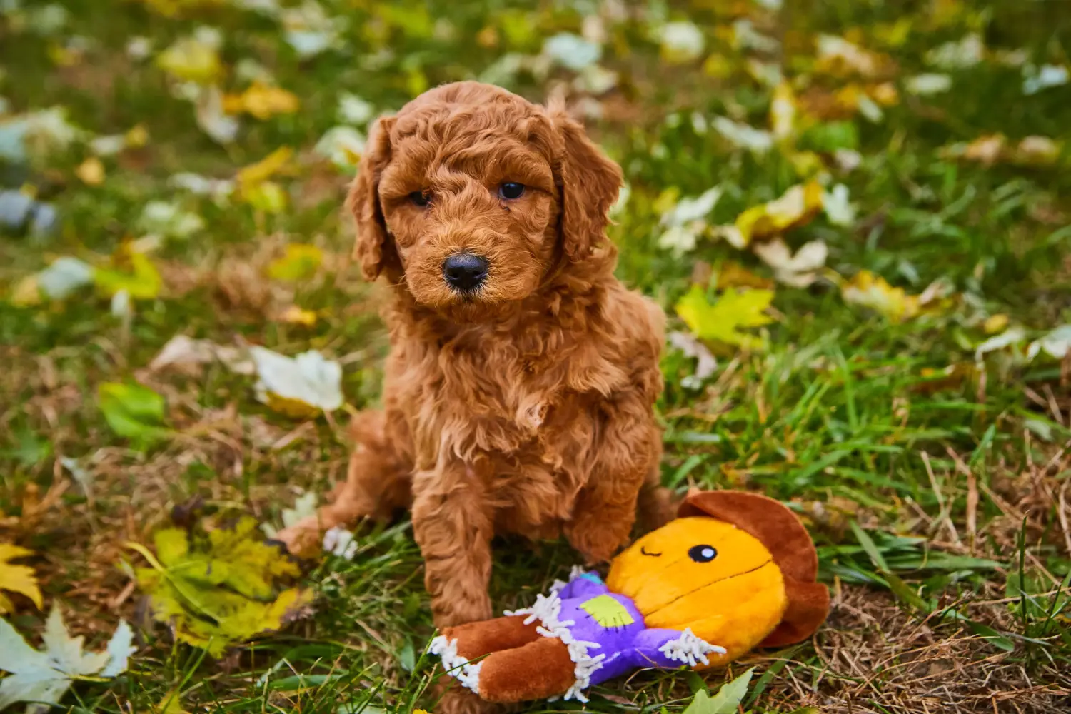 Buying a Goldendoodle puppy means taking responsibility! Buy Goldendoodle puppies.