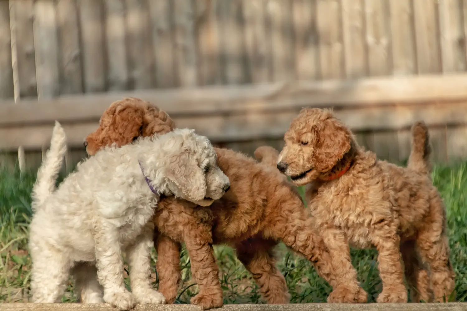 Buying a Goldendoodle puppy means taking responsibility! Buy Goldendoodle puppies.