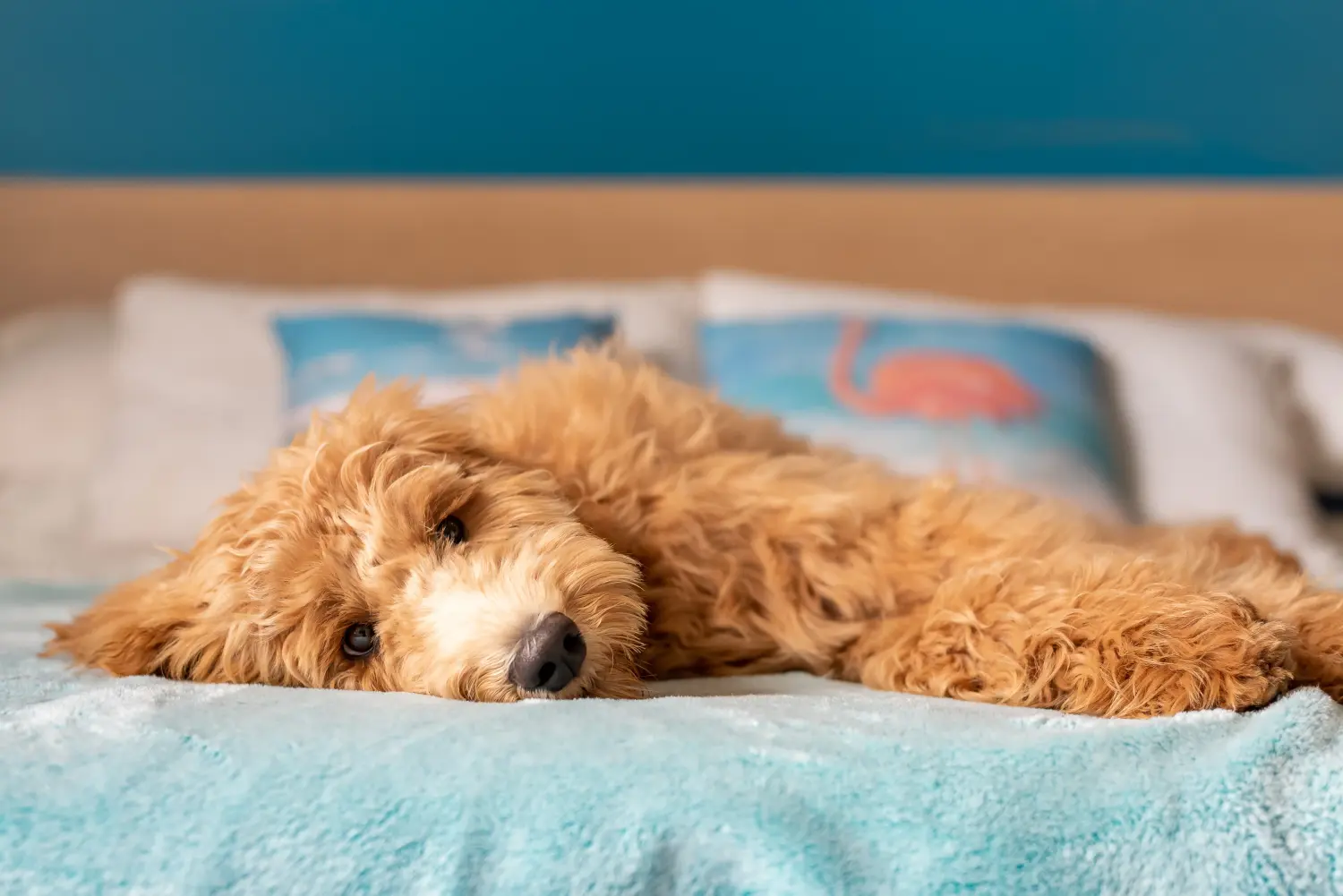 Buying a Goldendoodle puppy means taking responsibility! Buy Goldendoodle puppies.