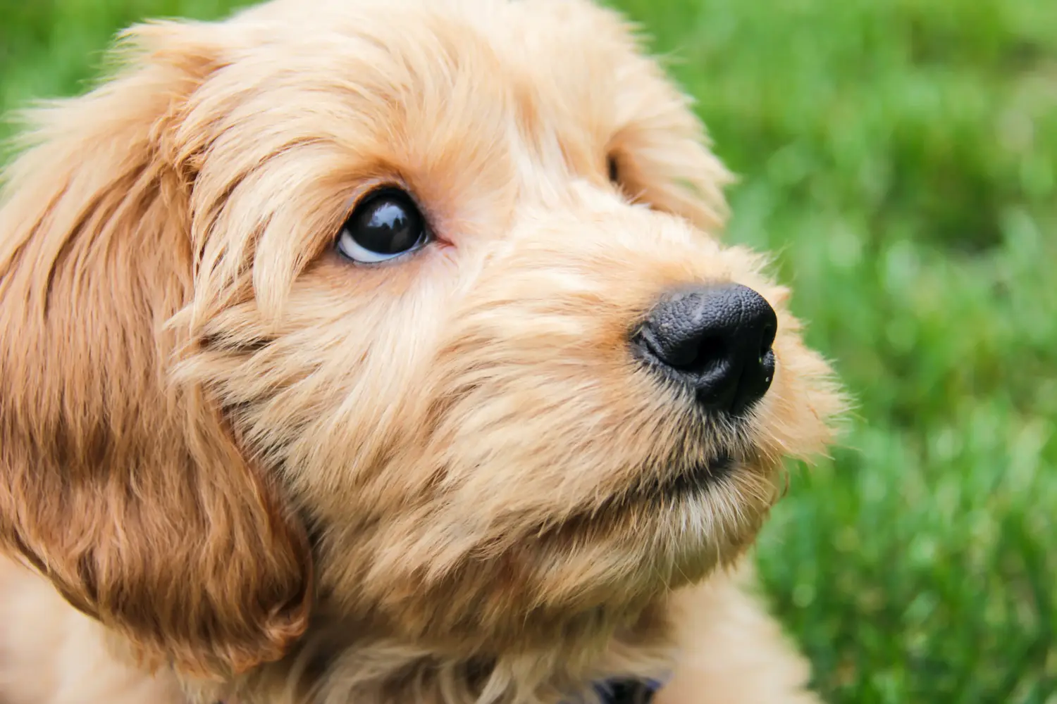 Buying a Goldendoodle puppy means taking responsibility! Buy Goldendoodle puppies.