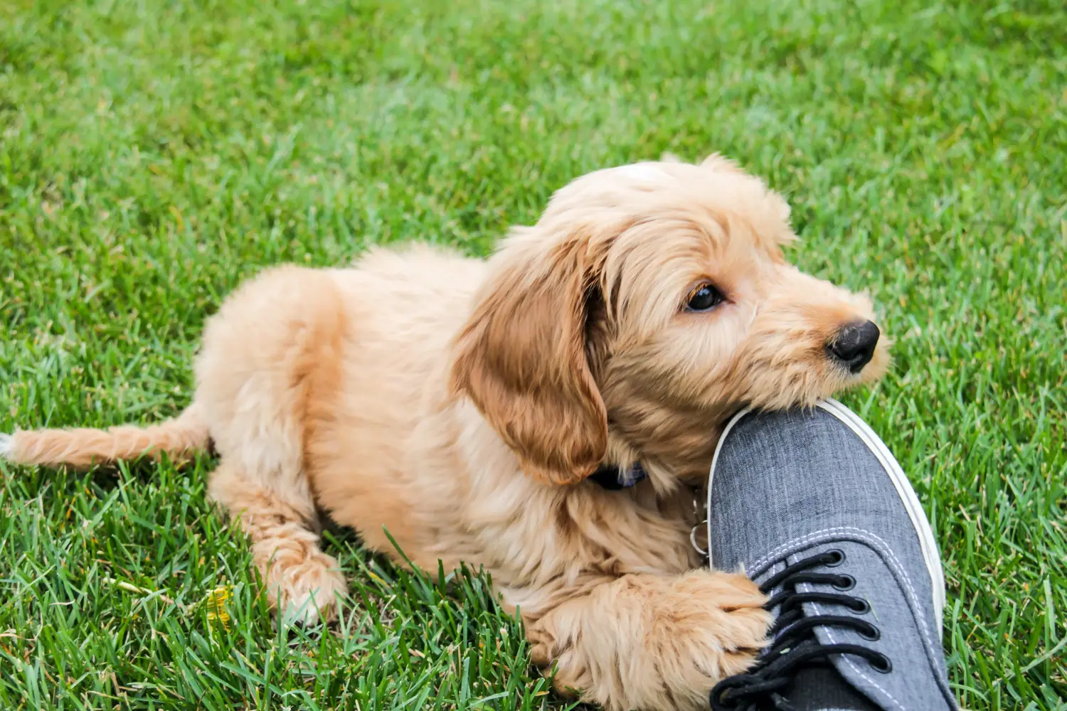 Buying a Goldendoodle puppy means taking responsibility! Buy Goldendoodle puppies.