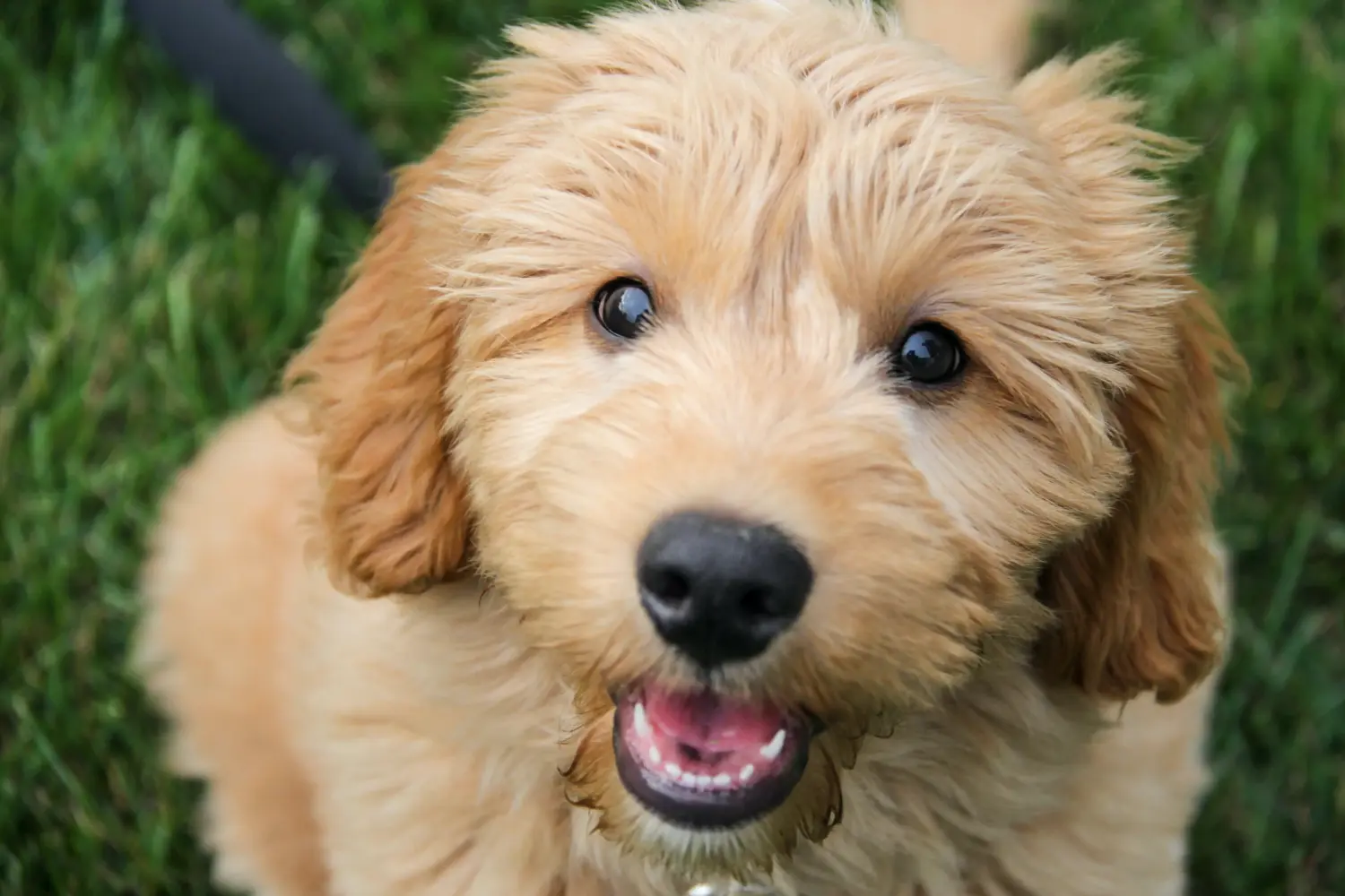 Buying a Goldendoodle puppy means taking responsibility! Buy Goldendoodle puppies.