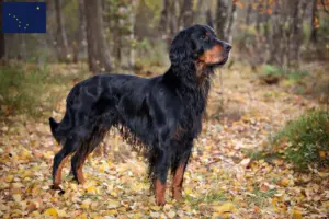 Read more about the article Gordon Setter breeders and puppies in Alaska