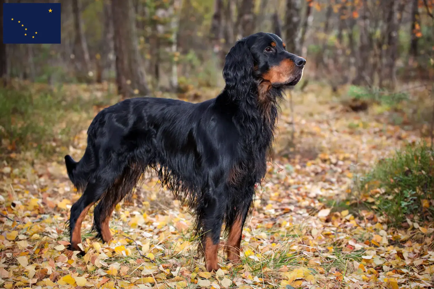 Read more about the article Gordon Setter breeders and puppies in Alaska