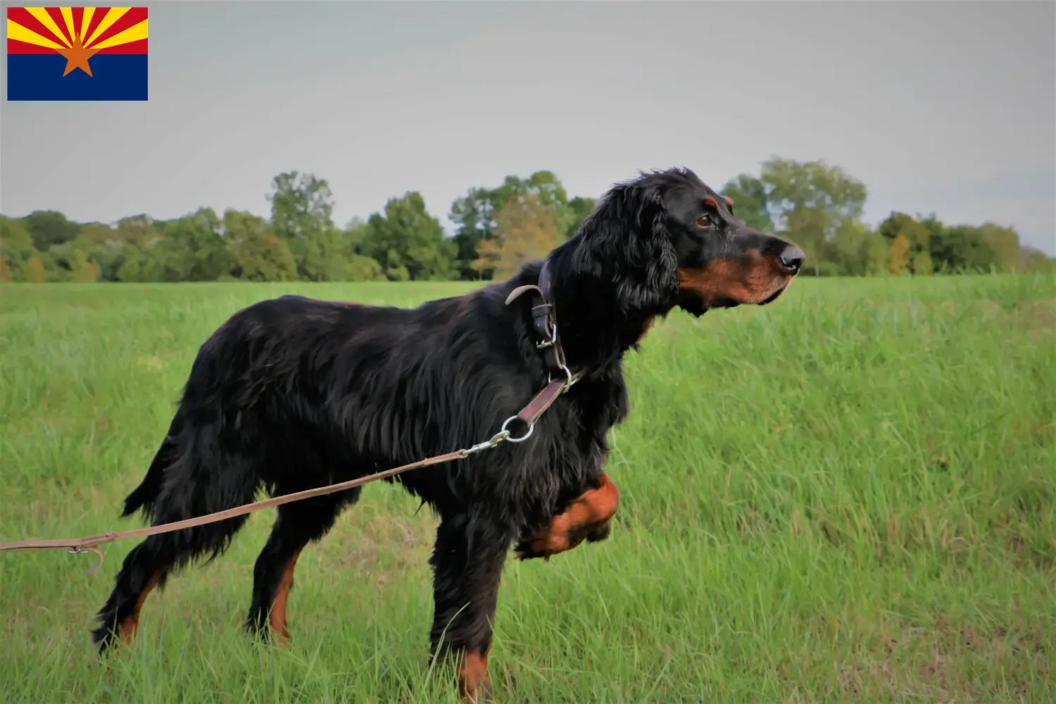 Read more about the article Gordon Setter breeders and puppies in Arizona