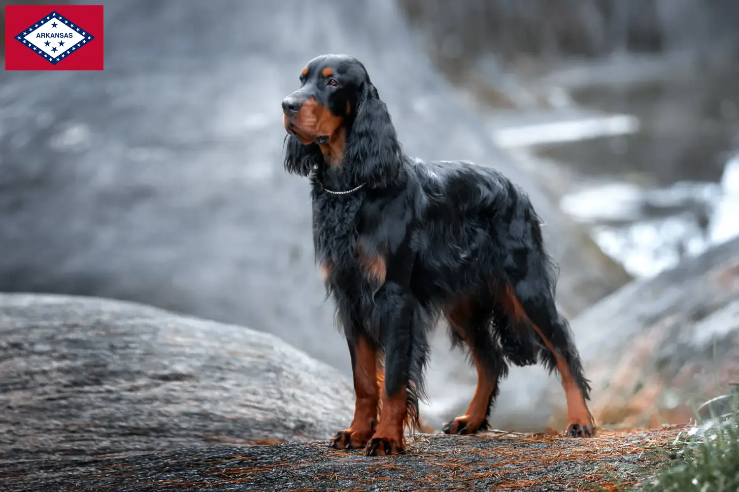 Read more about the article Gordon Setter breeders and puppies in Arkansas