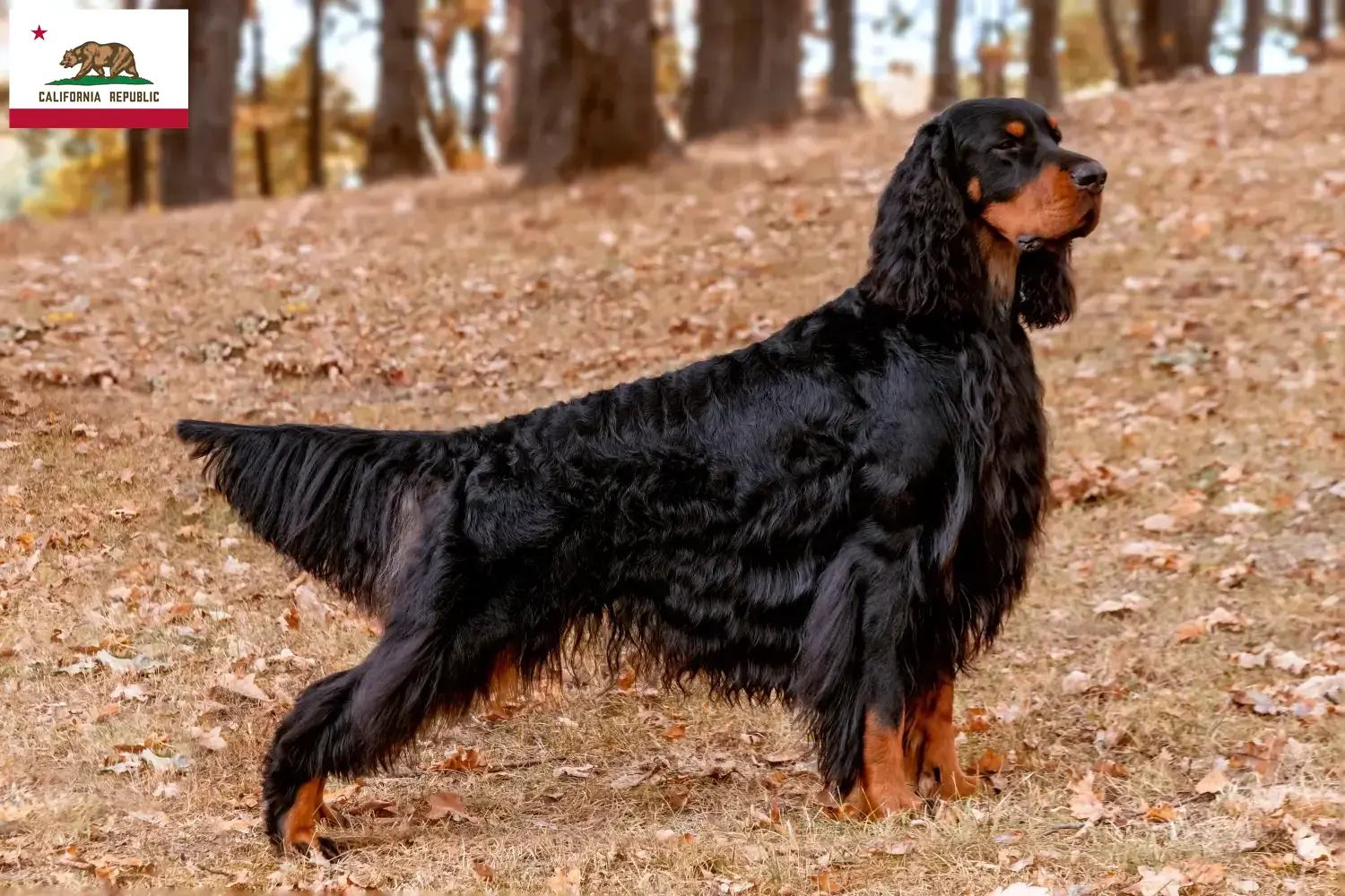 Read more about the article Gordon Setter breeders and puppies in California