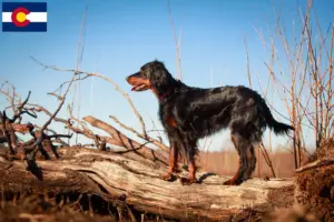 Read more about the article Gordon Setter breeders and puppies in Colorado