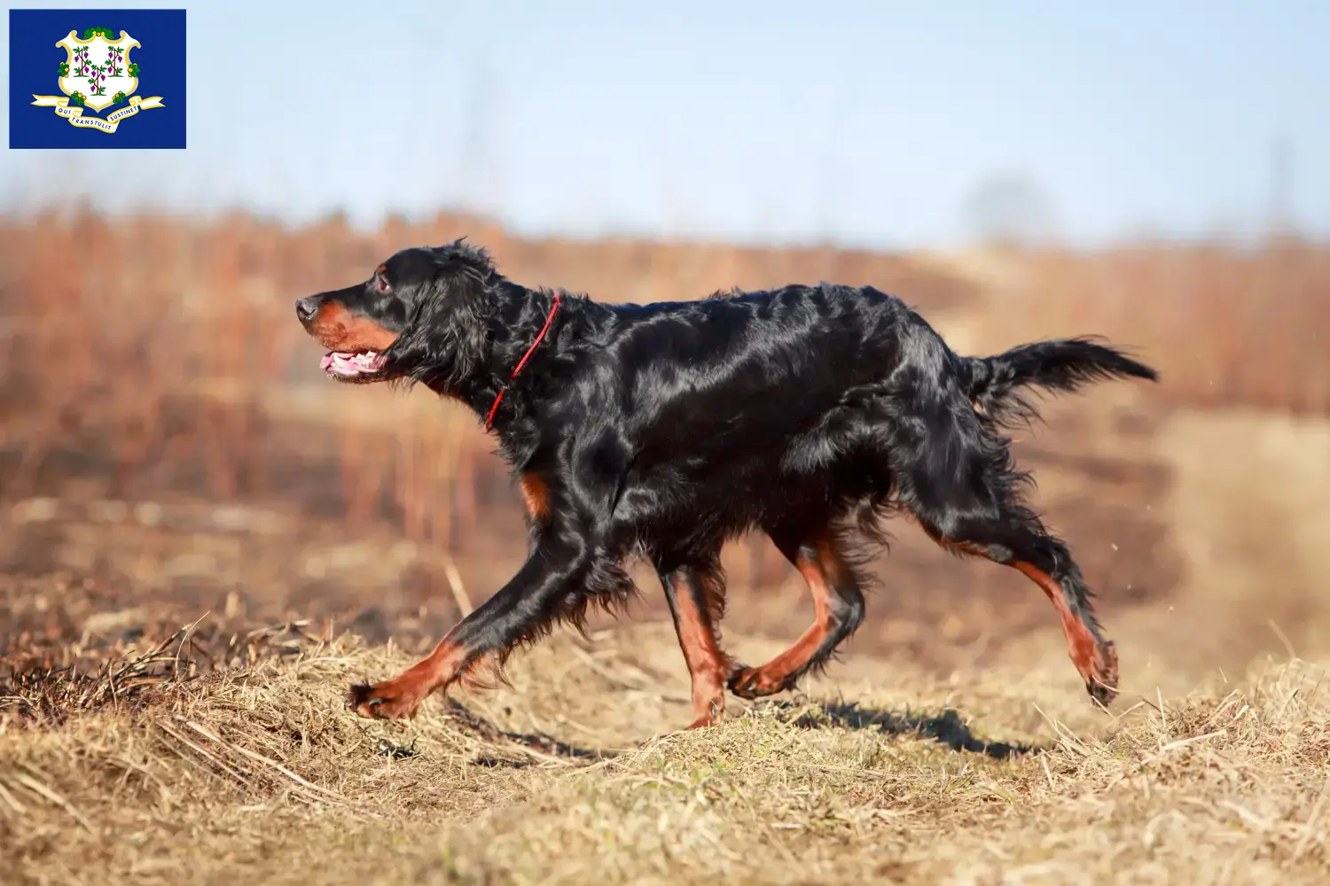 Read more about the article Gordon Setter breeders and puppies in Connecticut
