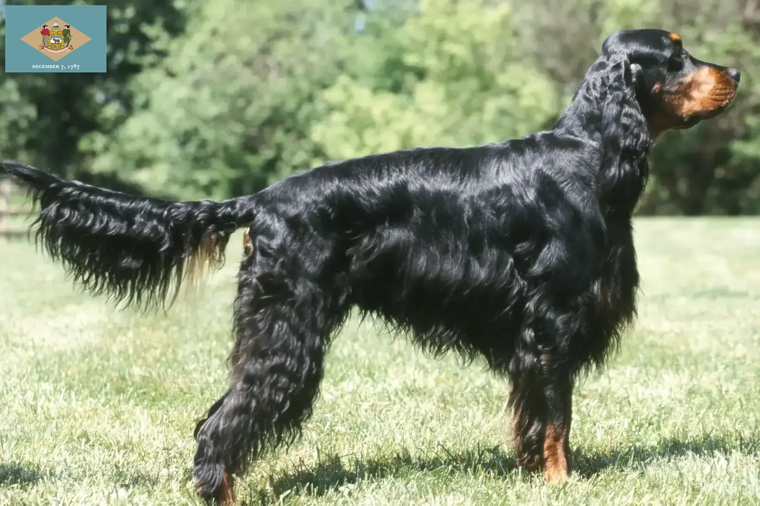 Read more about the article Gordon Setter breeders and puppies in Delaware