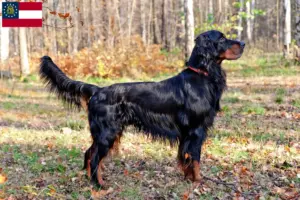 Read more about the article Gordon Setter breeders and puppies in Georgia