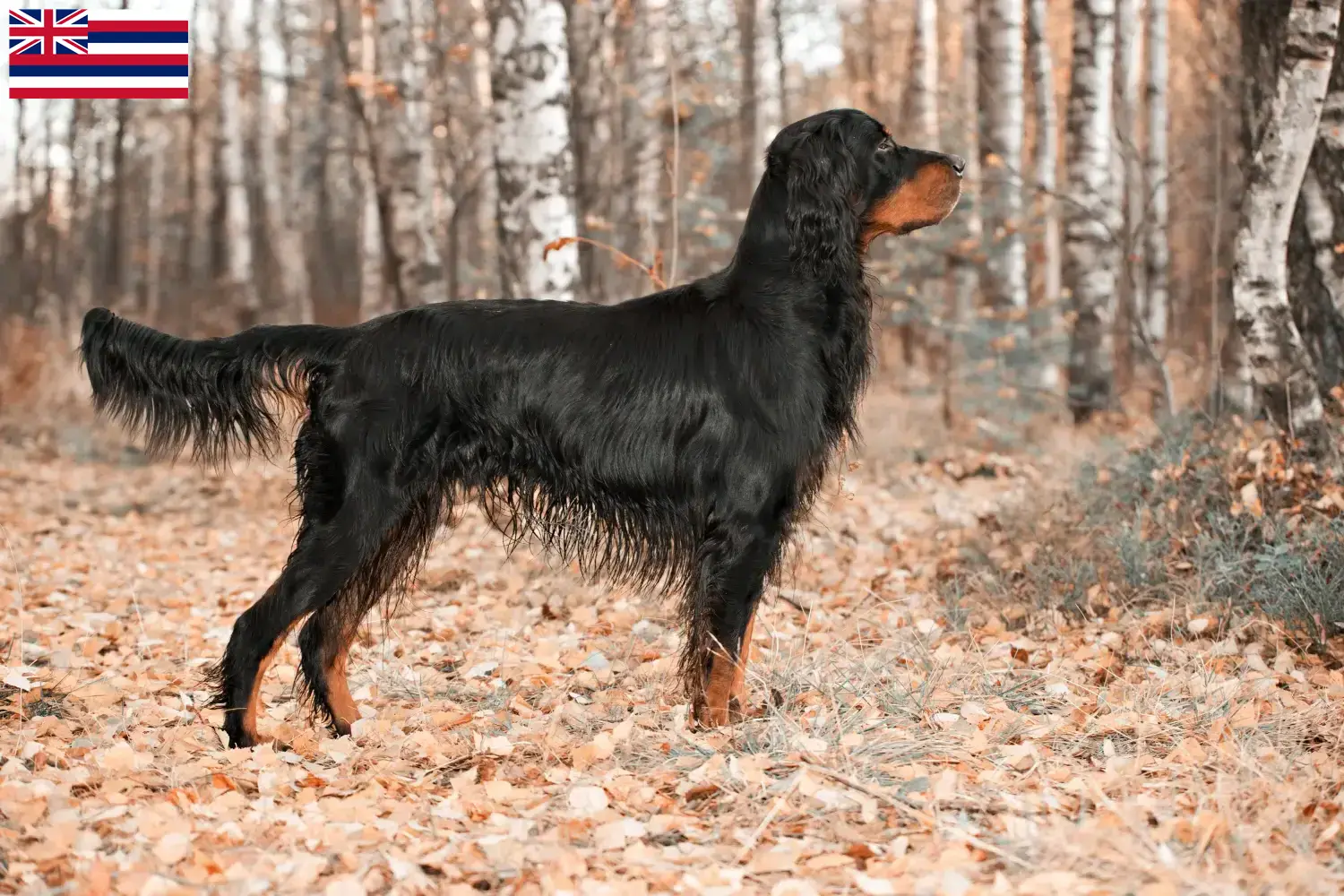 Read more about the article Gordon Setter breeders and puppies in Hawaii