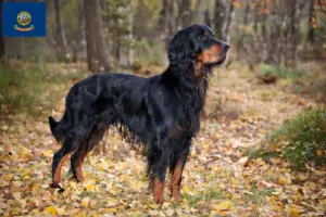 Read more about the article Gordon Setter breeders and puppies in Idaho