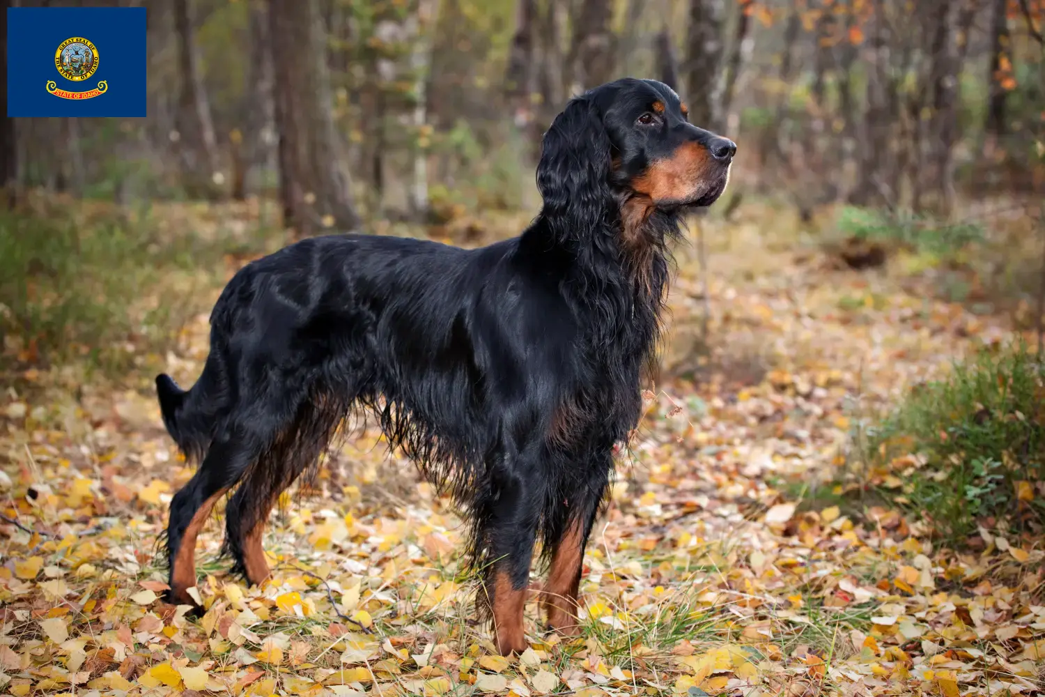 Read more about the article Gordon Setter breeders and puppies in Idaho