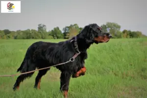 Read more about the article Gordon Setter breeders and puppies in Illinois